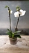 6" Phalaenopsis Orchid - White  - 842680